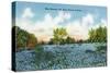 Texas - View of a Field of Blue Bonnets, c.1945-Lantern Press-Stretched Canvas