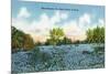 Texas - View of a Field of Blue Bonnets, c.1945-Lantern Press-Mounted Premium Giclee Print