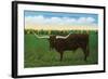 Texas - View of a Texan Longhorn (Steer) with Horns over Nine Feet, c.1940-Lantern Press-Framed Art Print