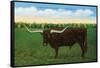 Texas - View of a Texan Longhorn (Steer) with Horns over Nine Feet, c.1940-Lantern Press-Framed Stretched Canvas