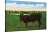 Texas - View of a Texan Longhorn (Steer) with Horns over Nine Feet, c.1940-Lantern Press-Stretched Canvas