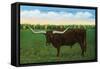 Texas - View of a Texan Longhorn (Steer) with Horns over Nine Feet, c.1940-Lantern Press-Framed Stretched Canvas