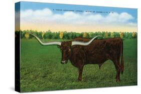 Texas - View of a Texan Longhorn (Steer) with Horns over Nine Feet, c.1940-Lantern Press-Stretched Canvas