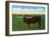 Texas - View of a Texan Longhorn (Steer) with Horns over Nine Feet, c.1940-Lantern Press-Framed Art Print