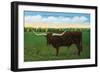 Texas - View of a Texan Longhorn (Steer) with Horns over Nine Feet, c.1940-Lantern Press-Framed Art Print