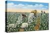 Texas - View of People Picking Texan Cotton, c.1940-Lantern Press-Stretched Canvas