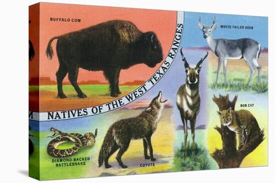 Texas - View of West Texas Natives: Buffalo, Coyote, Rattlesnake, Bob Cat, Antelope, Deer, c.1943-Lantern Press-Stretched Canvas