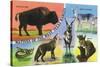 Texas - View of West Texas Natives: Buffalo, Coyote, Rattlesnake, Bob Cat, Antelope, Deer, c.1943-Lantern Press-Stretched Canvas