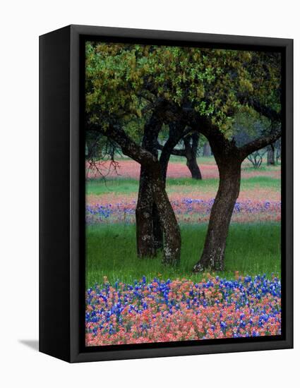 Texas Wildflowers and Dancing Trees, Hill Country, Texas, USA-Nancy Rotenberg-Framed Stretched Canvas