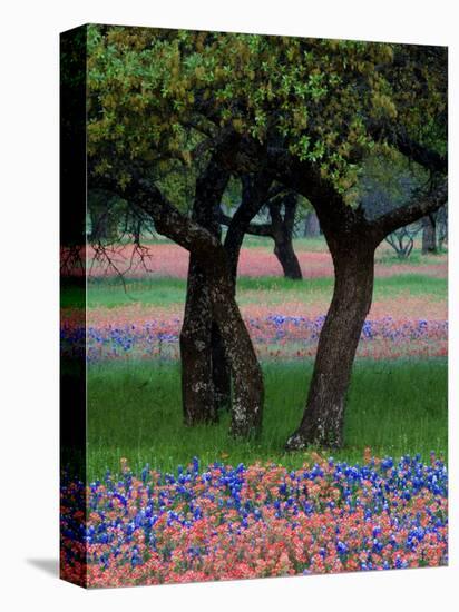 Texas Wildflowers and Dancing Trees, Hill Country, Texas, USA-Nancy Rotenberg-Stretched Canvas