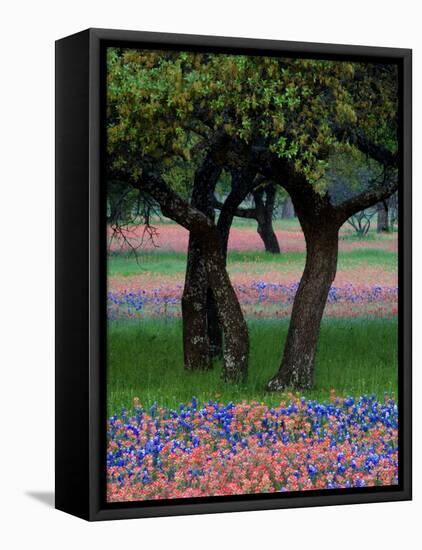 Texas Wildflowers and Dancing Trees, Hill Country, Texas, USA-Nancy Rotenberg-Framed Stretched Canvas