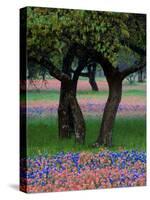Texas Wildflowers and Dancing Trees, Hill Country, Texas, USA-Nancy Rotenberg-Stretched Canvas