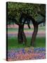 Texas Wildflowers and Dancing Trees, Hill Country, Texas, USA-Nancy Rotenberg-Stretched Canvas