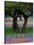 Texas Wildflowers and Dancing Trees, Hill Country, Texas, USA-Nancy Rotenberg-Stretched Canvas