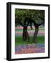 Texas Wildflowers and Dancing Trees, Hill Country, Texas, USA-Nancy Rotenberg-Framed Photographic Print