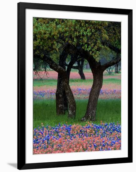 Texas Wildflowers and Dancing Trees, Hill Country, Texas, USA-Nancy Rotenberg-Framed Photographic Print