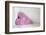Textile Heart, Pink Checked with Buttons-Andrea Haase-Framed Photographic Print