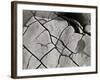 Texture 2-Lee Peterson-Framed Photographic Print