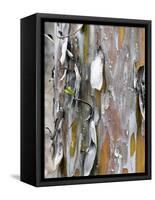 Texture and Patterns in Tree Near Sedona, Arizona, USA-Diane Johnson-Framed Stretched Canvas