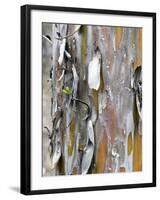 Texture and Patterns in Tree Near Sedona, Arizona, USA-Diane Johnson-Framed Photographic Print