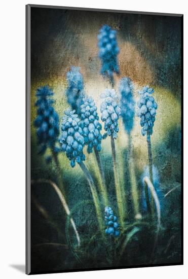 Texture Muscari-Philippe Sainte-Laudy-Mounted Photographic Print