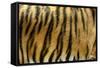 Texture of Real Tiger Skin-byrdyak-Framed Stretched Canvas