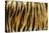 Texture of Real Tiger Skin-byrdyak-Stretched Canvas