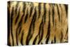 Texture of Real Tiger Skin-byrdyak-Stretched Canvas