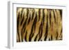 Texture of Real Tiger Skin-byrdyak-Framed Photographic Print