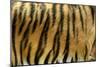 Texture of Real Tiger Skin-byrdyak-Mounted Photographic Print