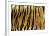 Texture of Real Tiger Skin-byrdyak-Framed Photographic Print