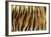 Texture of Real Tiger Skin-byrdyak-Framed Photographic Print