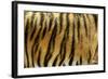 Texture of Real Tiger Skin-byrdyak-Framed Photographic Print