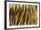 Texture of Real Tiger Skin-byrdyak-Framed Photographic Print