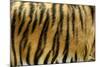 Texture of Real Tiger Skin-byrdyak-Mounted Photographic Print