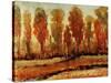 Texture of Trees-Tim O'toole-Stretched Canvas