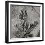 Texture Sand 8-Lee Peterson-Framed Photographic Print