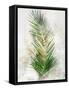 Textured Areca Palm-Ken Roko-Framed Stretched Canvas