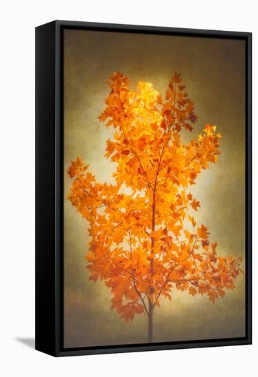 Textured Autumn-Philippe Sainte-Laudy-Framed Stretched Canvas