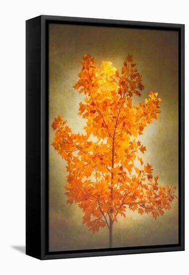 Textured Autumn-Philippe Sainte-Laudy-Framed Stretched Canvas