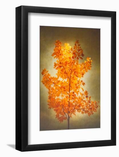 Textured Autumn-Philippe Sainte-Laudy-Framed Photographic Print
