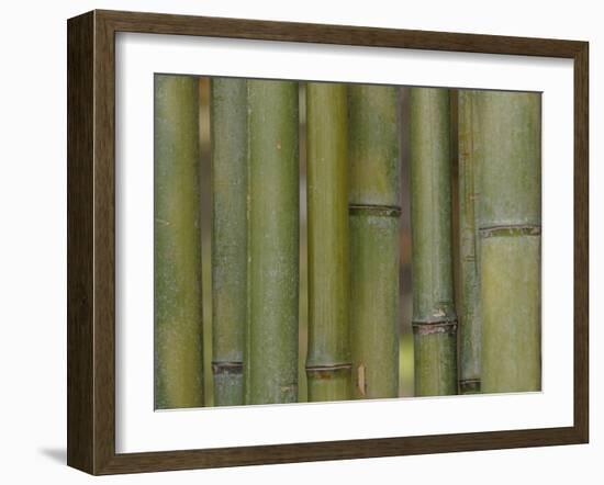 Textured Background-null-Framed Photographic Print