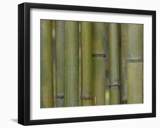 Textured Background-null-Framed Photographic Print