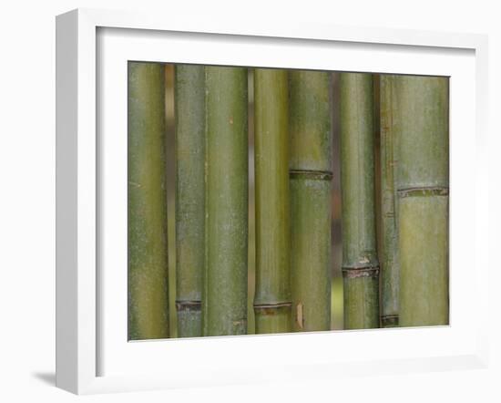 Textured Background-null-Framed Photographic Print