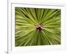 Textured Background-null-Framed Photographic Print