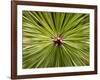 Textured Background-null-Framed Photographic Print