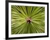 Textured Background-null-Framed Photographic Print