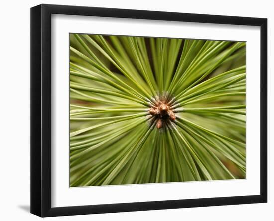 Textured Background-null-Framed Photographic Print