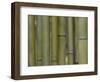 Textured Background-null-Framed Photographic Print