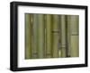 Textured Background-null-Framed Photographic Print